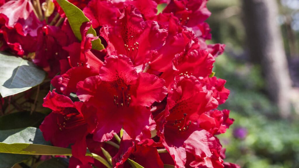 Rhododendron Nova Zembla Detailaufnahme