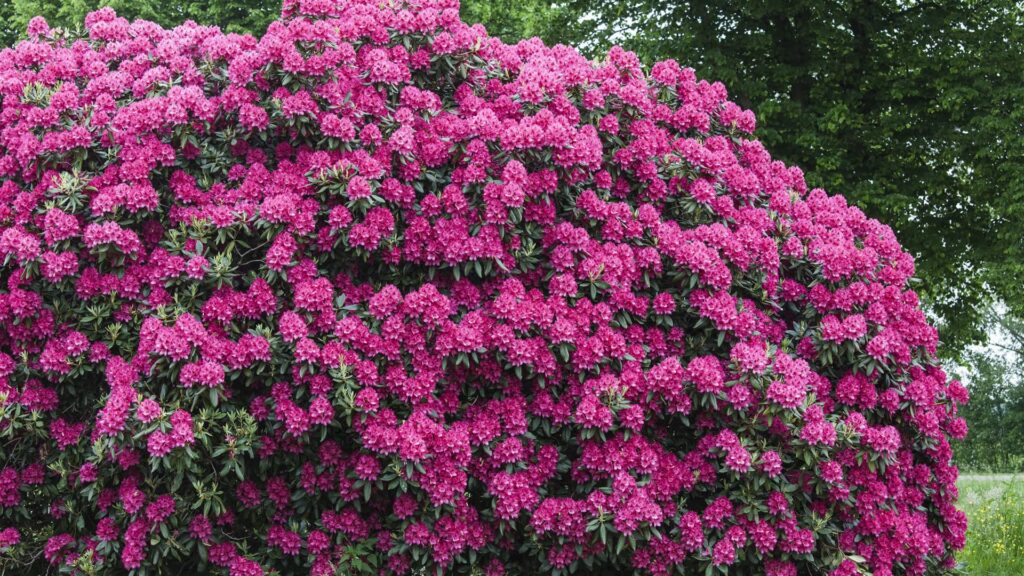 Rhododendron Nova Zembla