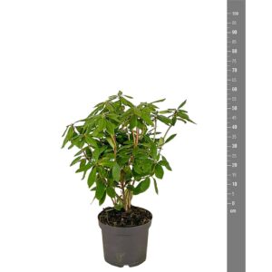 Rhododendron Roseum Elegans Produktbild