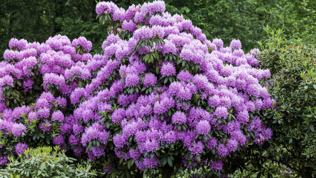 Rhododendron Roseum Elegans