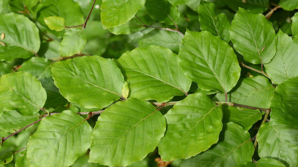 Rotbuche Fagus Sylvatica Detailaufnahme der Blätter