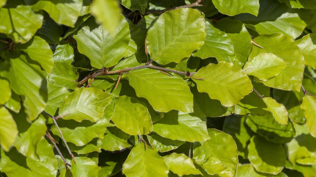 Rotbuche Fagus Sylvatica Detailaufnahme der Blätter