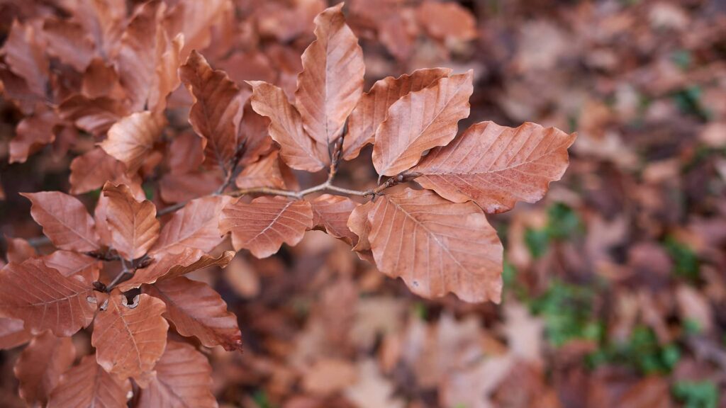 Rotbuche Fagus Sylvatica Detailaufnahme Herbstfärbung der Blätter