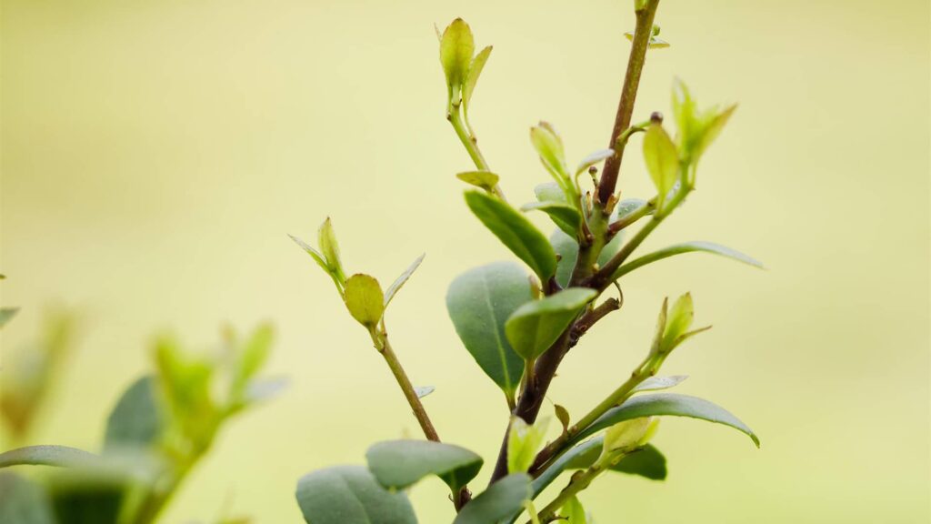 Stechpalme Ilex Caroline Upright Detailaufnahme