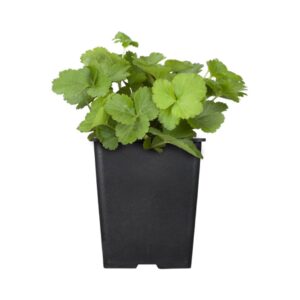Waldsteinie Waldsteinia ternata Produktbild