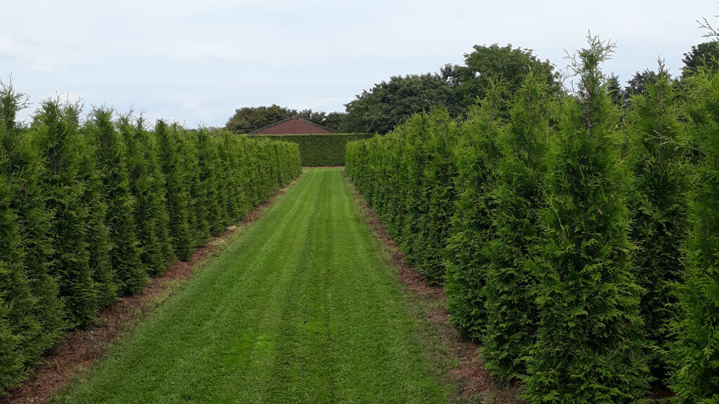 Lebensbaum Thuja Brabant kaufen - Premium Qualität bis 3 Meter